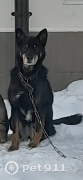 Пропала собака, Казань - photo