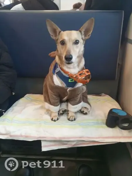 Пропала собака, Бетонный проезд, 2 - photo