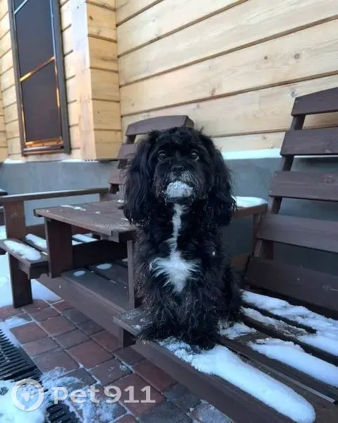 Пропала собака на ул. Алексеева, Красноярск - photo