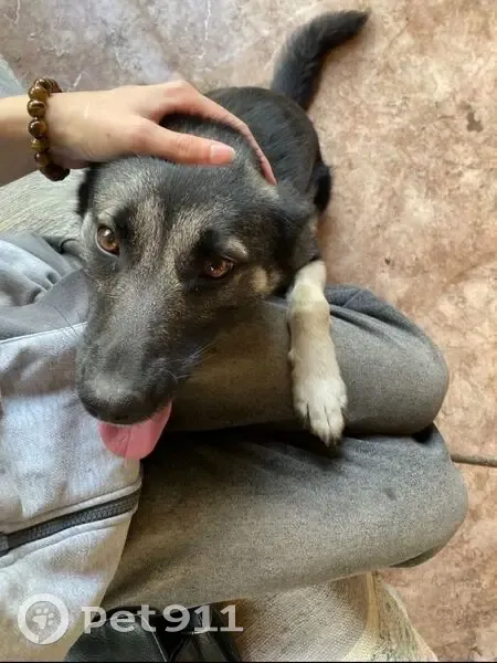 Пропала собака, ул. Горького 77, Белово - photo