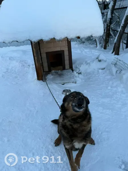 Пропала собака ул. Молодогвардейцев, В. Луки - photo