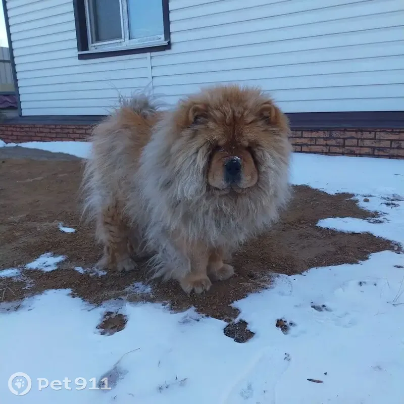 Пропала чау-чау, Рабочая ул., Атамановка - photo