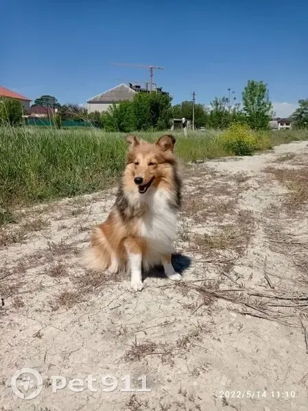 Пропала собака Бася, Краснодар, Марьянская - photo