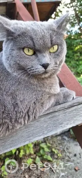 Пропала кошка, ул. Кирова 317, Новосибирск - photo