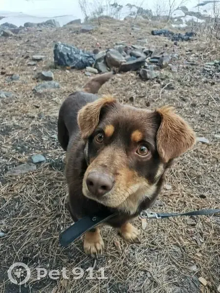 Пропала собака, Славянская ул. 30, Майма - photo