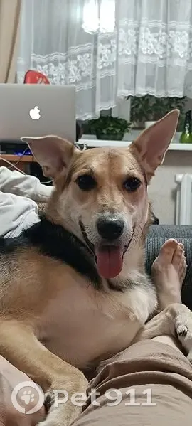 Пропала собака, ул. Достоевского, Уфа - photo