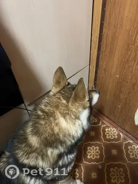 Хаски найдена: 28Н-0798, Редкино - photo