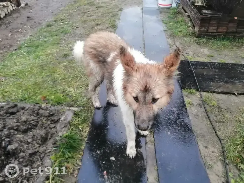 Пропала собака, ул. Дзержинского 124, Емва - photo