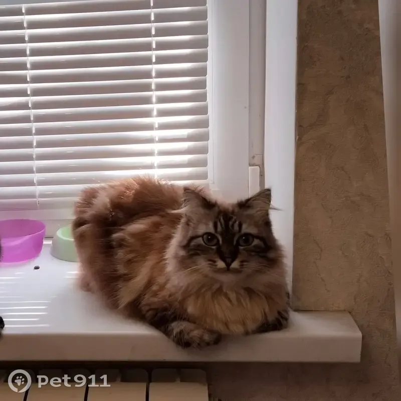 Пропала кошка, Крымская ул. 138, Анапа - photo