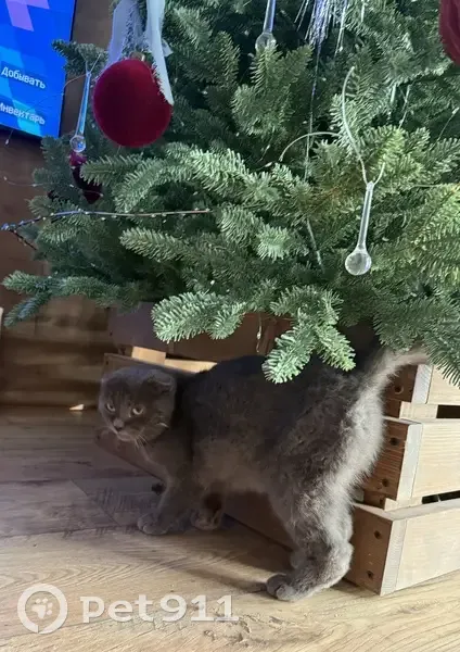 Кошка найдена: Пионерская 82, Энгельс - photo