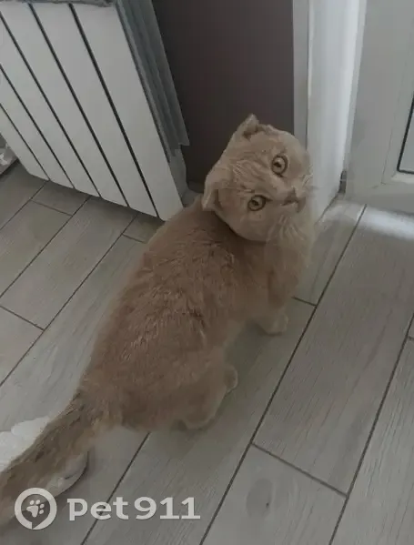 Пропала кошка, бульвар 50 лет Победы - photo