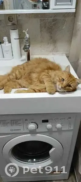 Пропала кошка, Школьная ул., Майкоп - photo