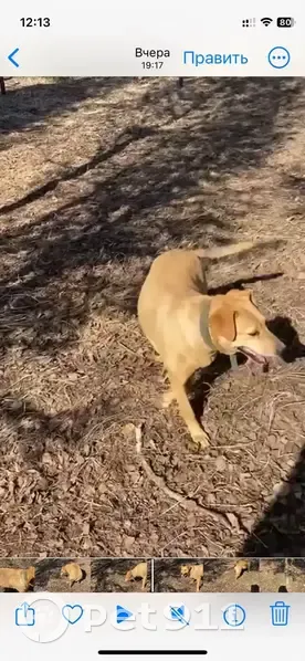 Пропала собака, Иваново-Иванцево, Семёновское - photo