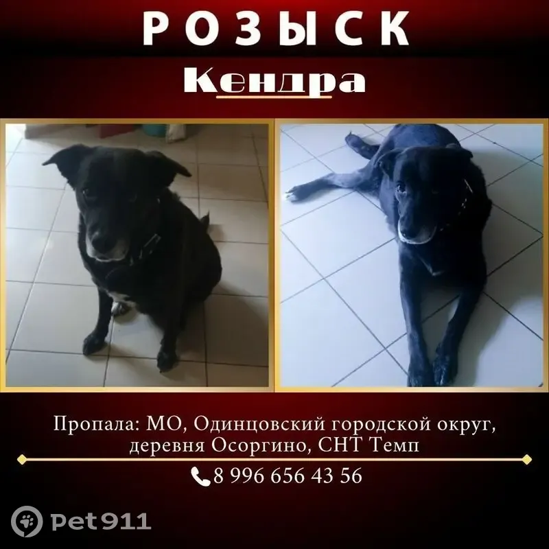 Пропала собака, ул. Эсамбаева, 1, Осоргино - photo