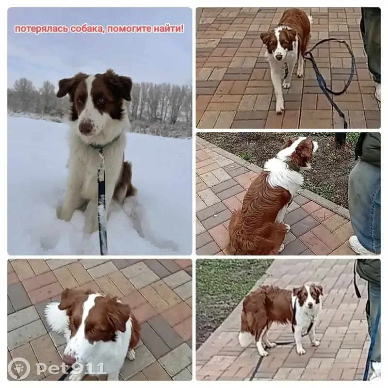 Пропала собака, Садовая ул., Первореченское - photo