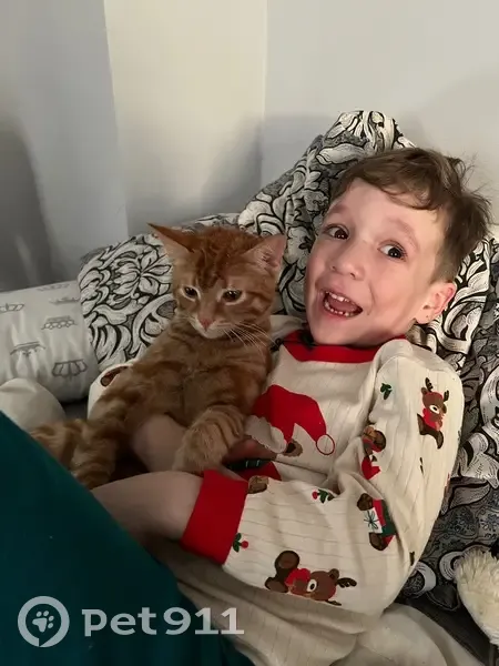 Пропала кошка, Октябрьский пр., Люберцы - photo