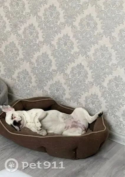 Пропала собака, ул. Пушкина 36, Ейск - photo