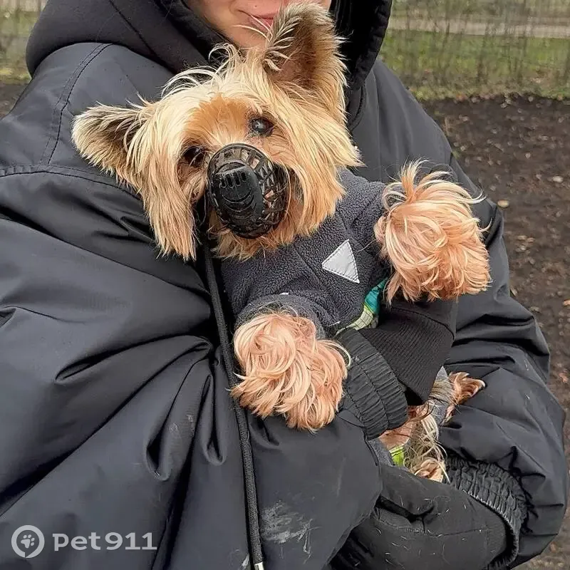 Пропала собака, ул. Малые Каменщики, 18к1 - photo