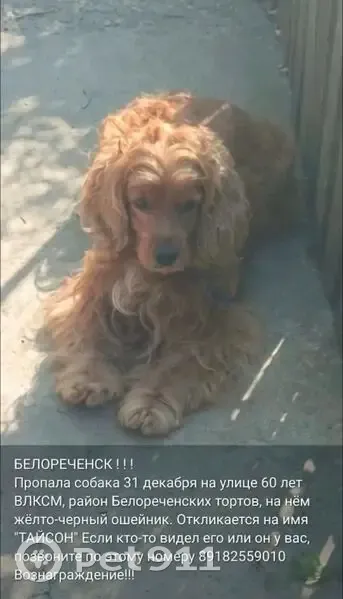 Пропала собака, Международная 62/1 - photo