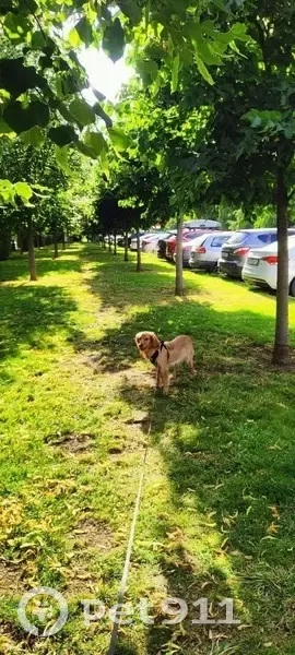 Пропала собака, ул. 40 лет Победы, Краснодар - photo