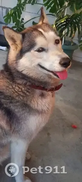 Пропала хаски, СНТ Монолит, Армавир - photo