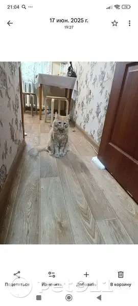 Пропала кошка, Московская ул. 16, Люберцы - photo