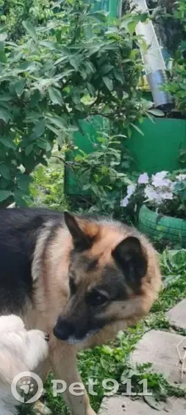 Пропала собака, Октябрьский пер., Сенгилей - photo