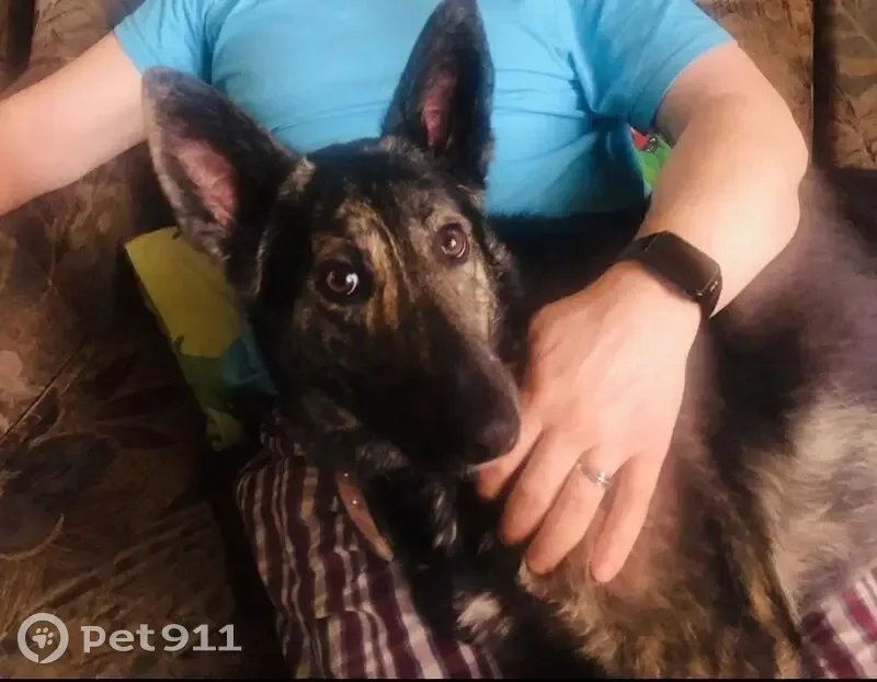 Пропала собака, ул. Залиханова, 14, Нальчик - photo