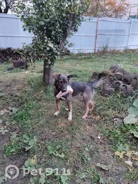 Пропала собака, Рассветный пер., Моковский - photo