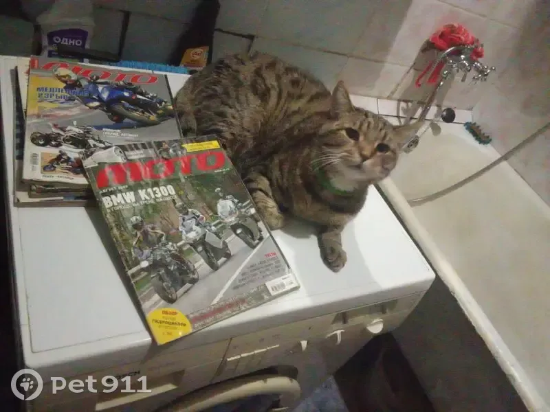 Пропала сибирская кошка, Геодезическая 58 - photo