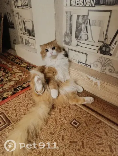 Пропала кошка, Надым, ЯНАО - photo