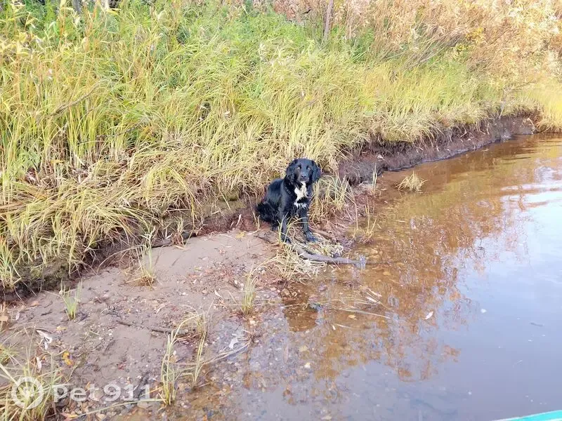 Пропала собака, Нарьян-Мар, НАО - photo