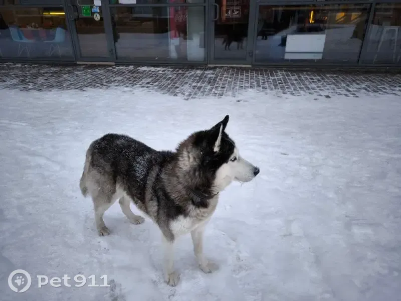 Хаски найдена, Берёзовая аллея, Петрозаводск - photo