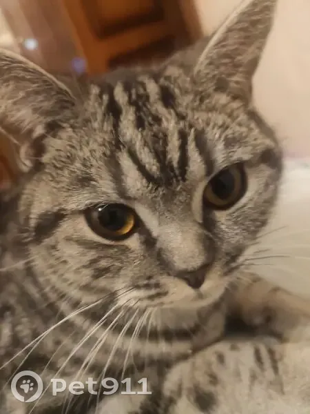 Пропала кошка в Мунсют, Чувашия - photo