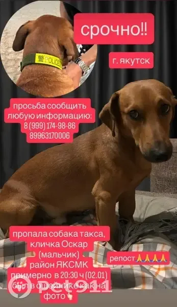 Пропала собака ул. Дзержинского, Якутск - photo