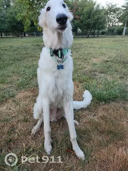 Пропала собака, Ладожское с/п, Краснодарский край - photo