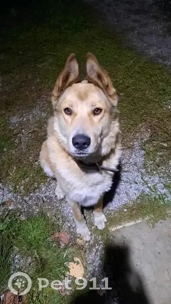 Пропала собака на ул. Фрезеровщиков, Екб - photo