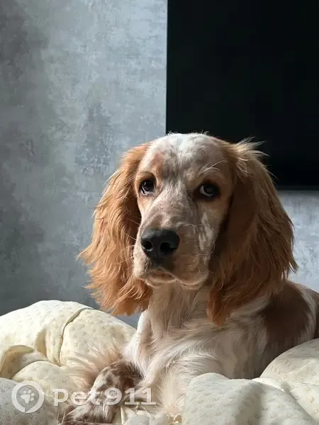 Пропала собака, Спортивная 2А, Динская - photo