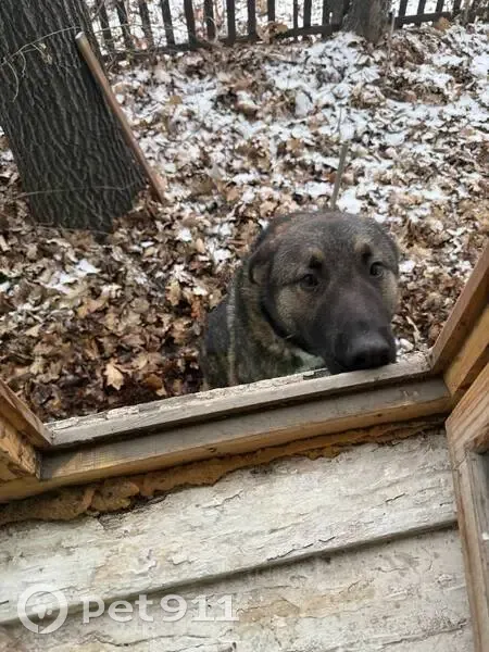 Пропала собака, Катерная ул. 64, Челябинск - photo