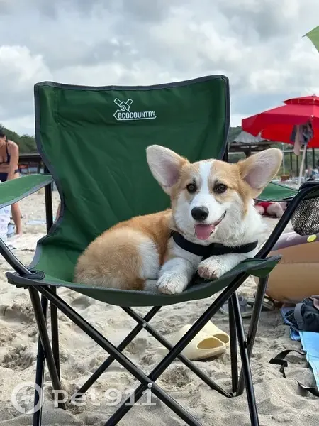 Пропала собака, ул. Горная 31, Каменномостский - photo