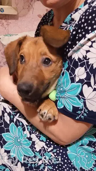 Пропала собака, пр. Победы, Челябинск - photo