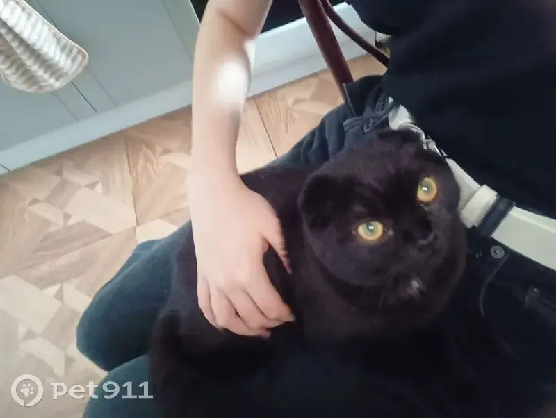 Пропала кошка, ул. Ворошилова 16, Хабаровск - photo