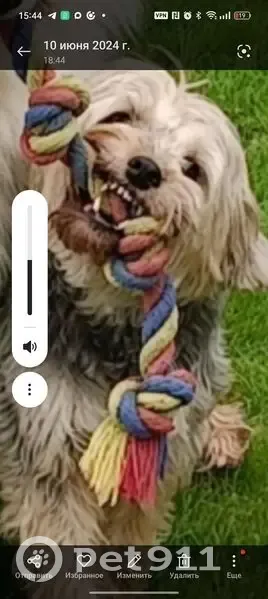 Пропала собака, Ревякинское с/п, Тула - photo