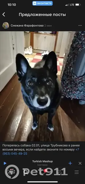 Пропала собака, ул. Трубников, 38 - photo