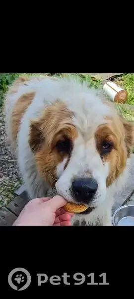 Пропала собака, Екатеринбург, Свердл. обл. - photo
