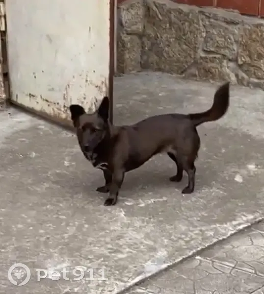 Пропала собака на Ленина, 19, Белоярский - photo