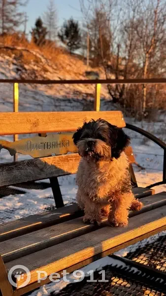 Пропала собака, ул. Костычева, 12 - photo