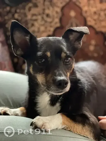 Пропала собака у поворота на пос. Степной - photo