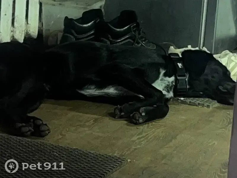 Пропала собака, Волочильная 13, НН - photo