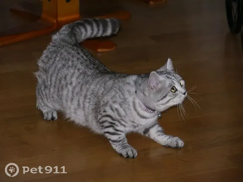 Пропала кошка, ул. Николаева, 52, Смоленск - photo